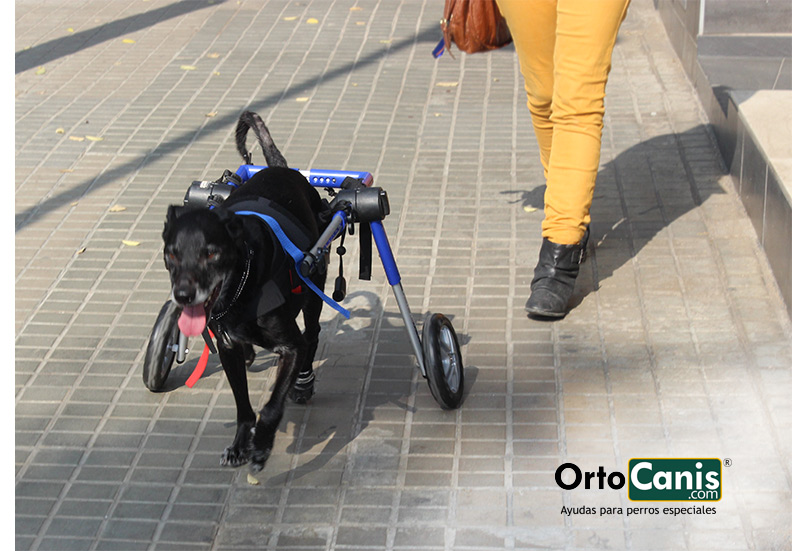 Perro en silla de ruedas