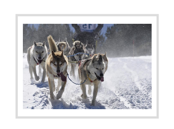 mushing