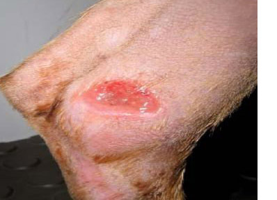 Ulcer in dog