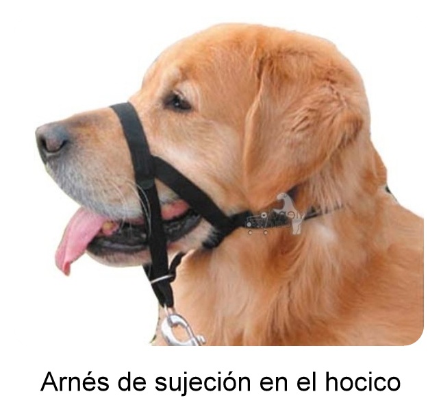 Snout educational harness